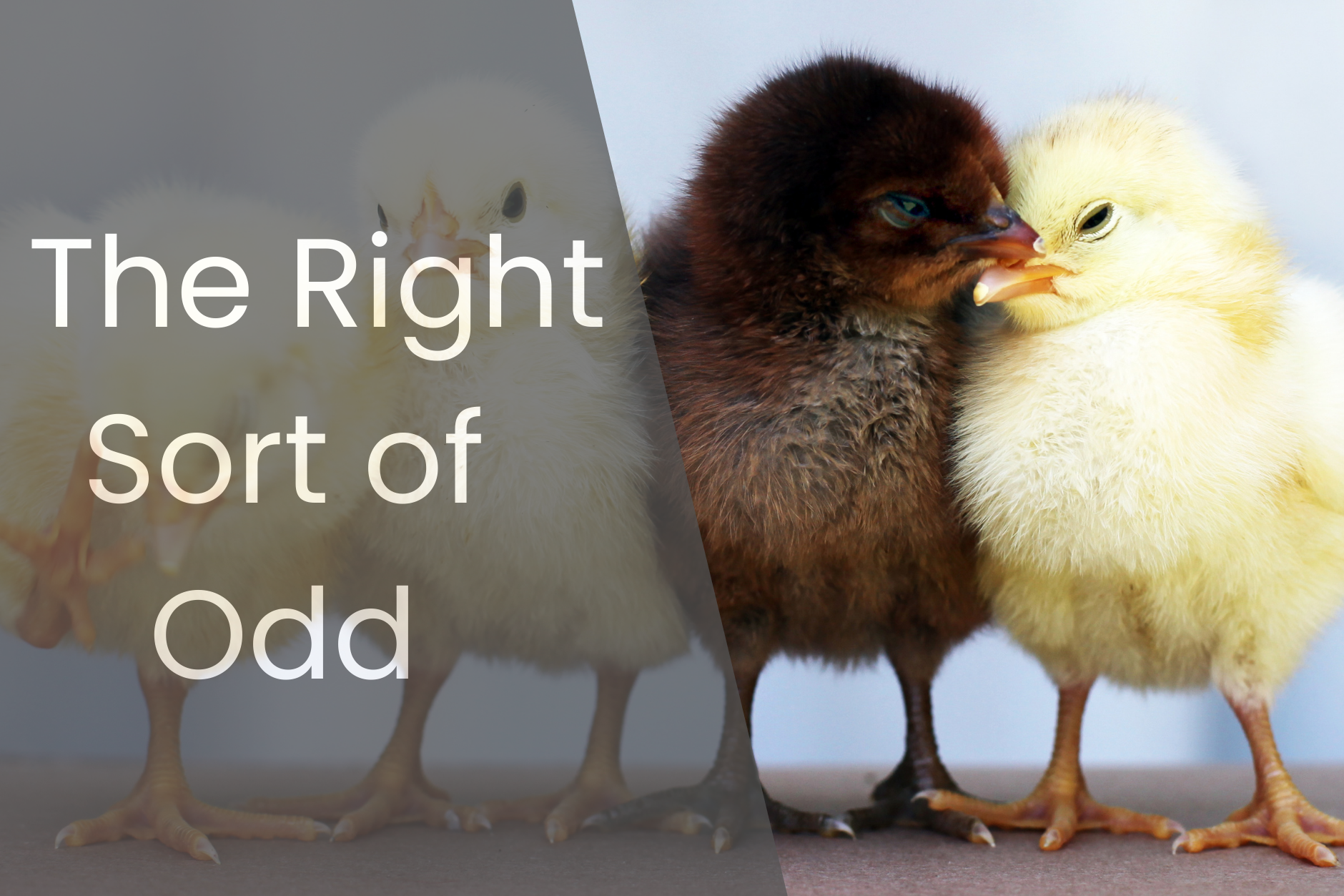 The Right Sort of Odd